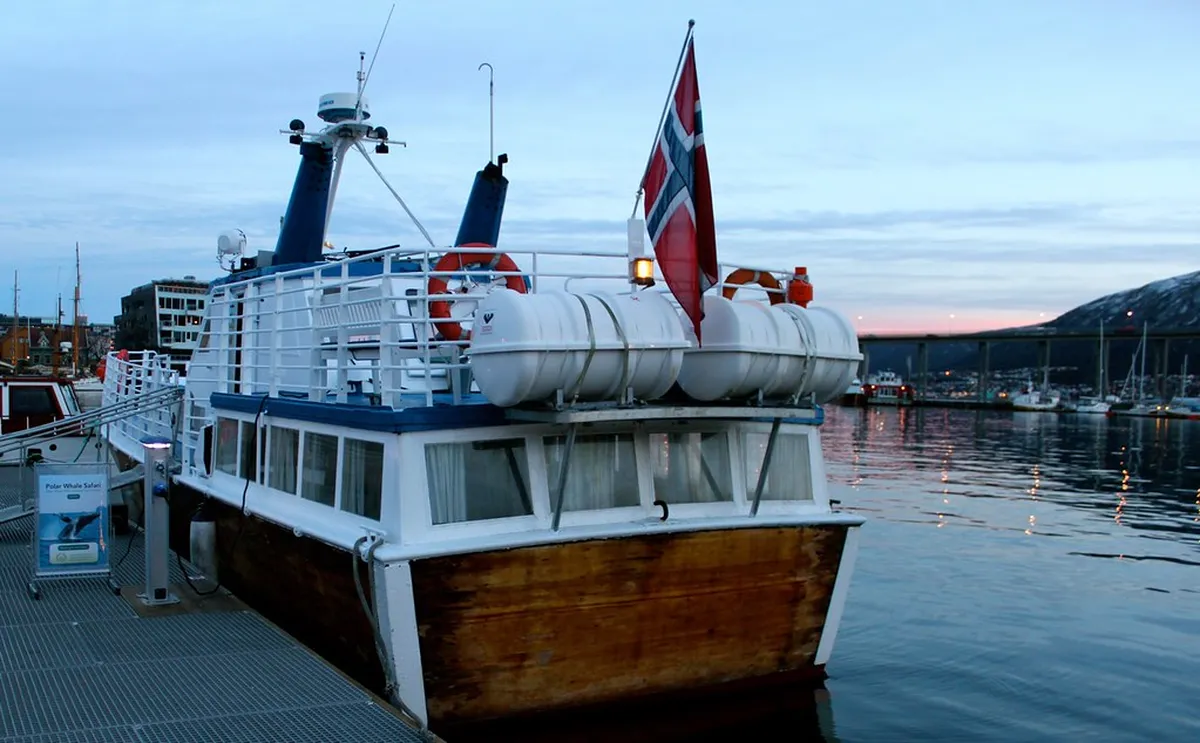 Whale Watching In Tromso: The Ultimate Guide