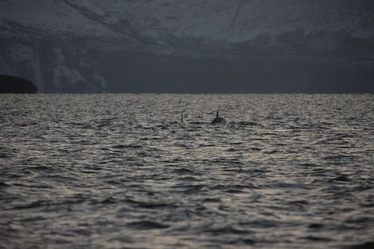 Orca whale surfacing near Arctic fjord during winter whale watching tour from Tromsø, Norway, with frozen landscape in background