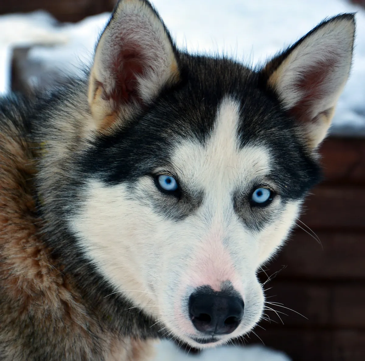 Alaskan Huskies in harness pulling a sled through snowy Tromsø terrain with musher in control