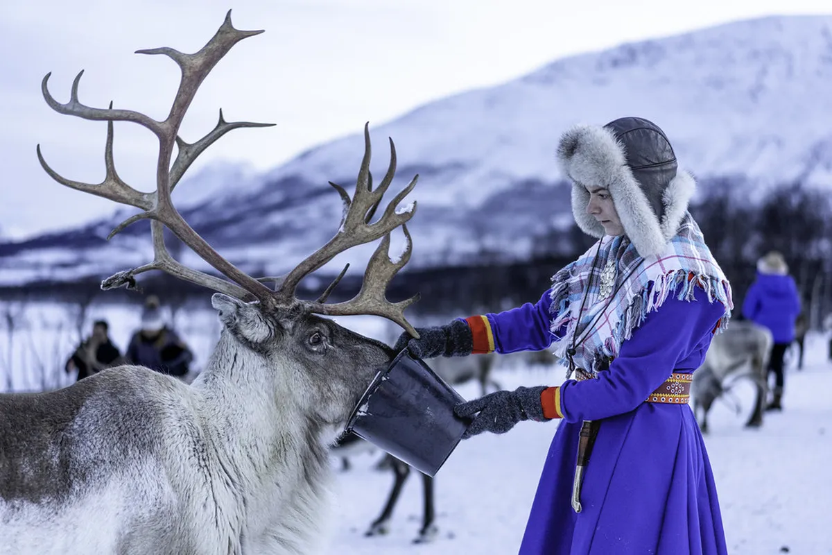 Traditional Sami reindeer herding in Arctic Tromsø landscape with snowy mountains and evergreen forests