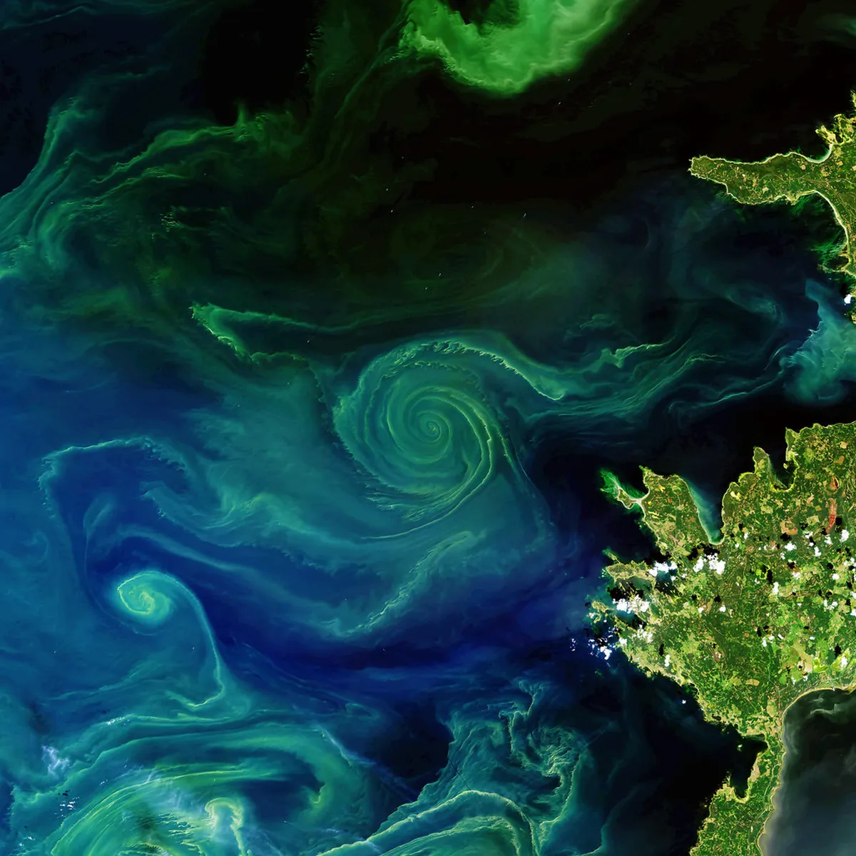 Close-up view of diverse Barents Sea marine life and Arctic fish species in an aquarium tank in Tromsø
