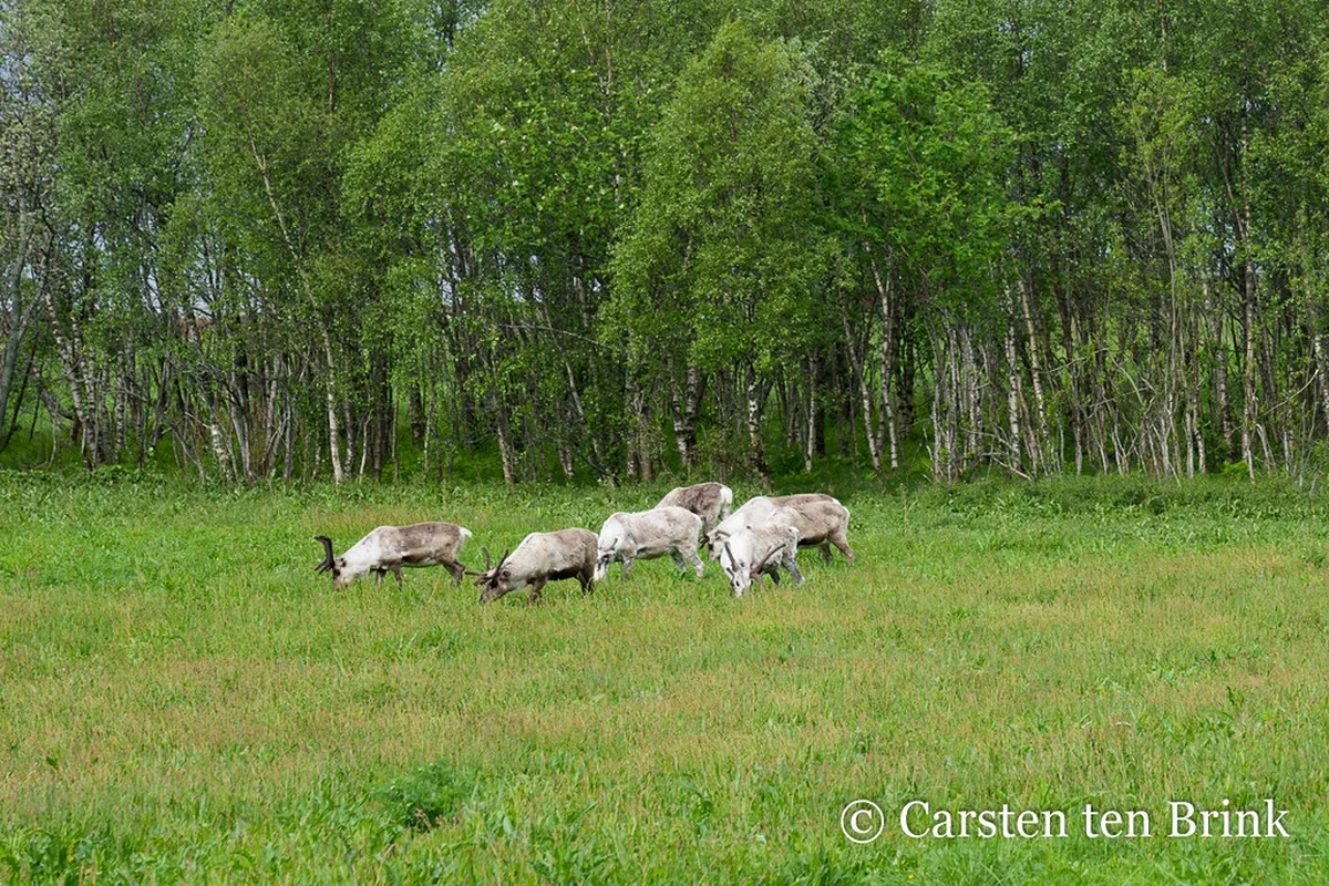 Reindeer herd in snowy Arctic landscape near Tromsø, Norway during winter