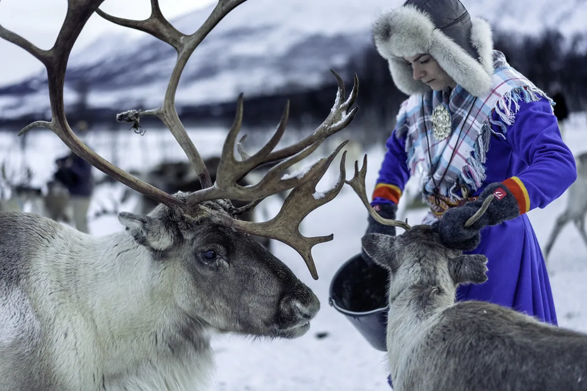 Sami herder with reindeer herd in snowy Tromsø landscape with traditional culture
