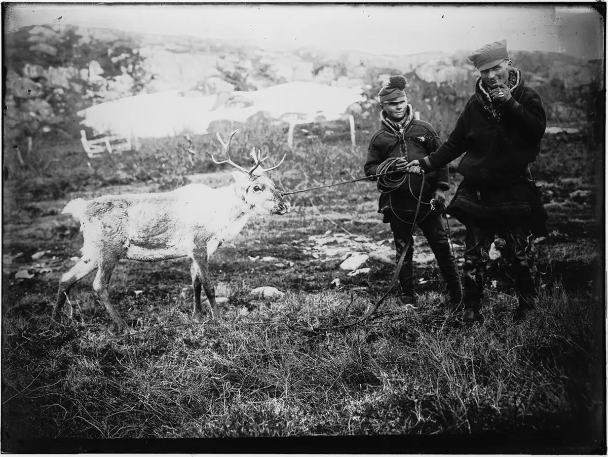 Sami reindeer herding experience in Tromsø, Norway during winter with traditional indigenous herders and Arctic reindeer in snowy landscape