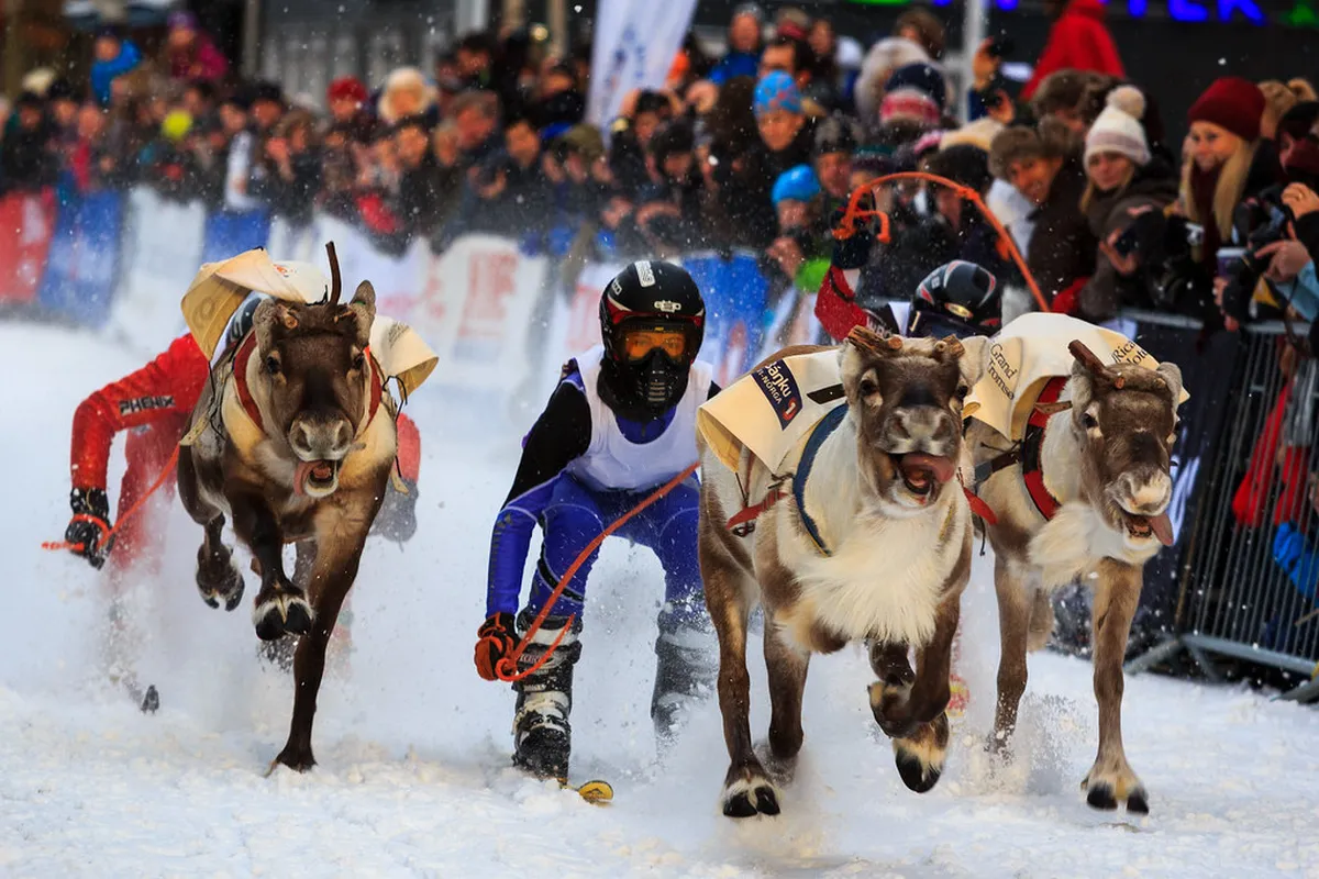 Sami reindeer racing on snowy Storgata street in Tromsø with traditional handlers and spectators