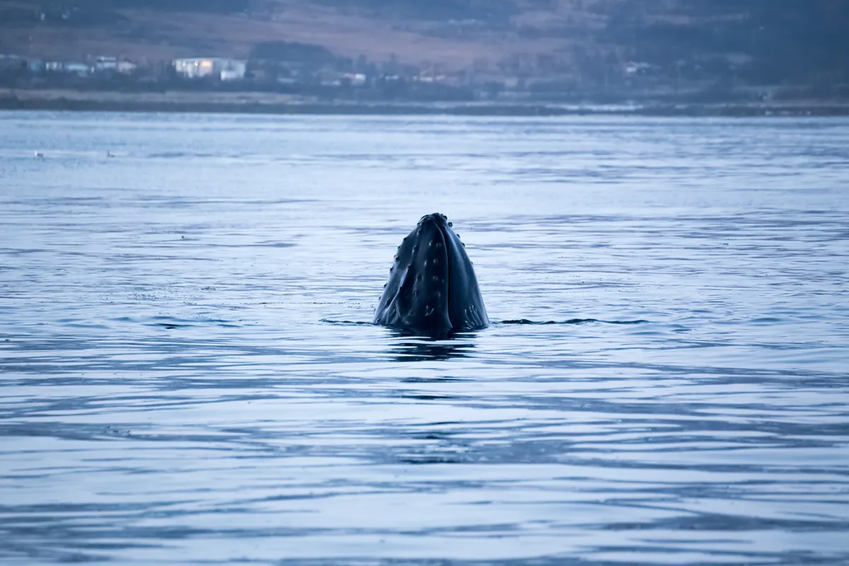 Humpback whale breaching in Tromsø waters, Arctic Norway, during winter whale watching season