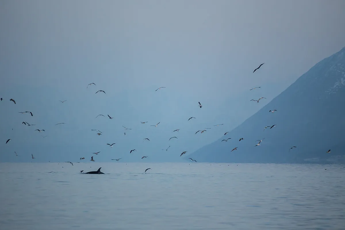 Orca whale watching in Arctic Norwegian fjords near Tromsø with snowy peaks in background