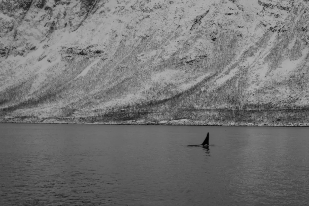 Orca whale breaching in Arctic fjord waters near Tromsø during whale watching tour