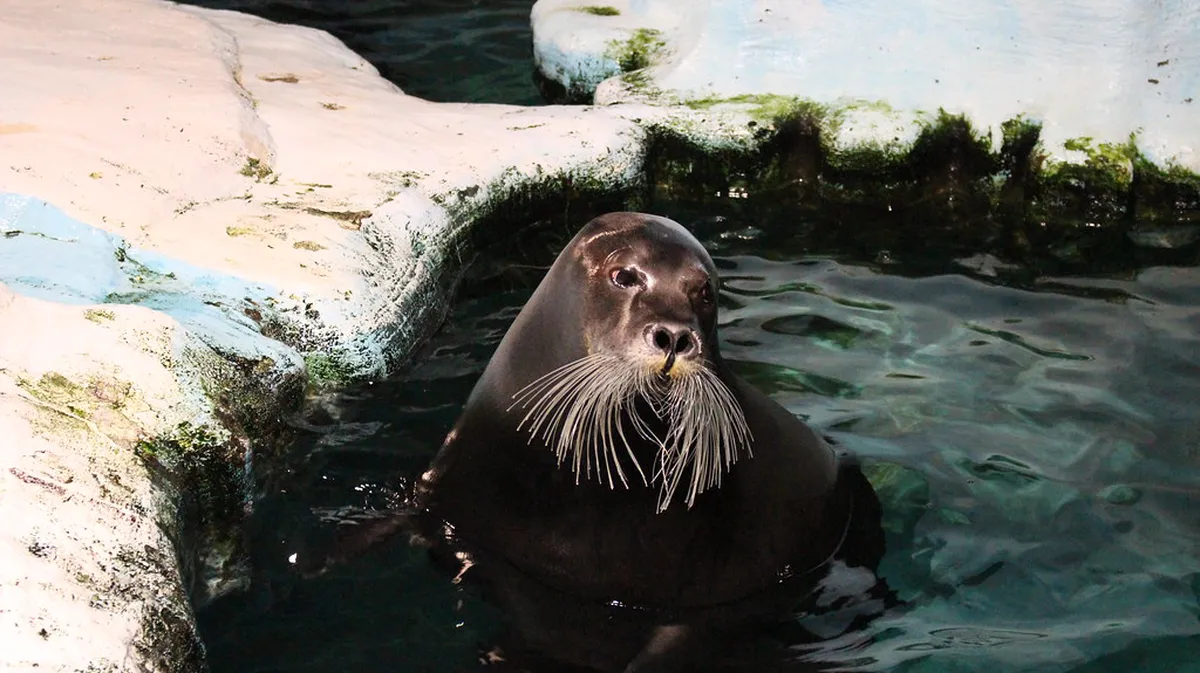 Bearded seals in the Tromsø Polaria Aquarium feeding in Arctic waters