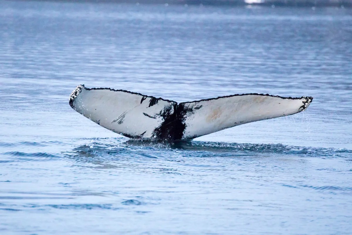 Orca and humpback whales feeding together in Tromsø Arctic waters during winter migration